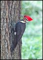 _2SB1111 pileated woodpecker